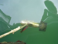 WHOI modem in the water