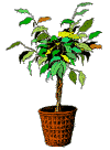 An image of the Ficus mascot tree appears here.